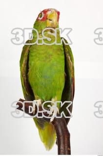 Amazon white-fronted - Amazona albifrons 0037